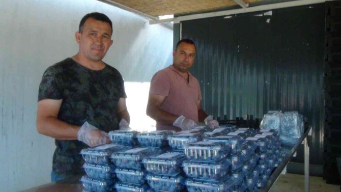 Tek Tek Elle Toplanıyor, Kilosu 360 Tl’ye Kadar Çıkıyor