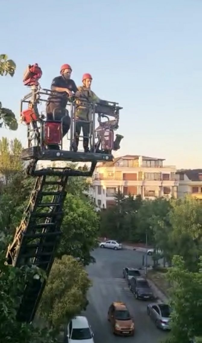 İ̇stanbul’da Kuş Kurtarma Operasyonu Kamerada
