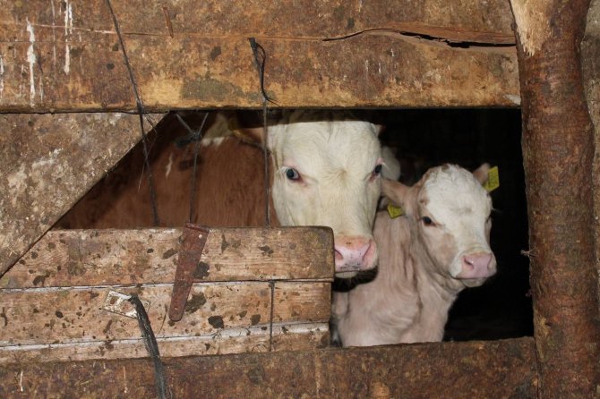 Bayburt’ta Kurban Bayramı Öncesi Büyükbaş Hayvanlar Aşılanıyor