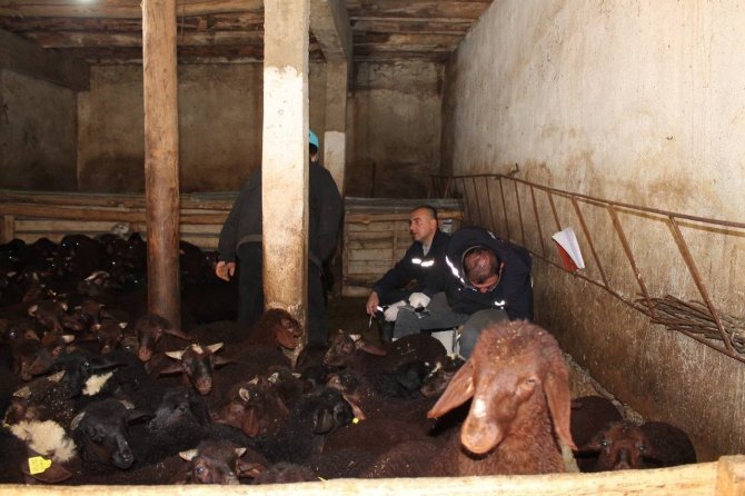 Bayburt’ta Kurban Bayramı Öncesi Büyükbaş Hayvanlar Aşılanıyor