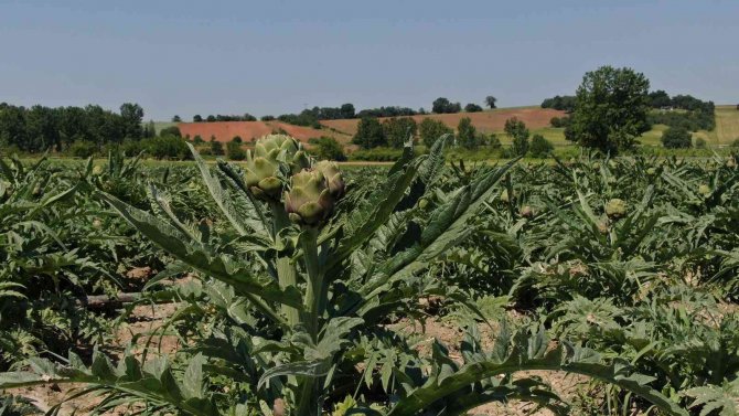 Hırsızlar, Coğrafi İşaretli Enginar Tarlalarına Dadandı