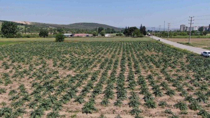 Hırsızlar, Coğrafi İşaretli Enginar Tarlalarına Dadandı