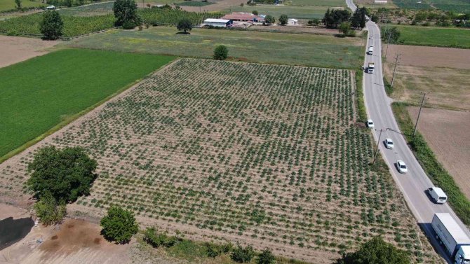 Hırsızlar, Coğrafi İşaretli Enginar Tarlalarına Dadandı