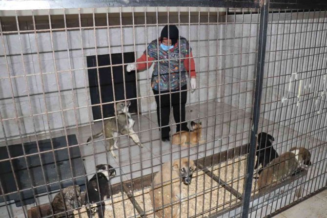 Düzce’de Bir Hafta Da 77 Köpek Kısırlaştırıldı