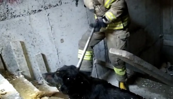Kartal’da Asansör Boşluğuna Düşen Köpeği, Kurtarma Operasyonu