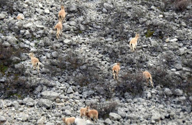 Munzur Dağlarına Yaban Keçileri Güzellik Katıyor