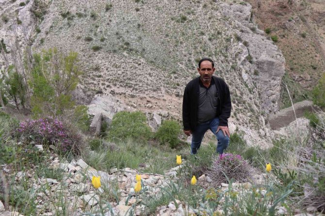 Oltu’da Doğal Laleler Sitare Dağı’nı Süslüyor