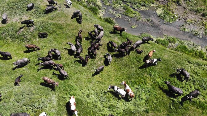 Meradaki Hayvanların Oluşturduğu Manzara Afrika Belgesellerini Aratmıyor
