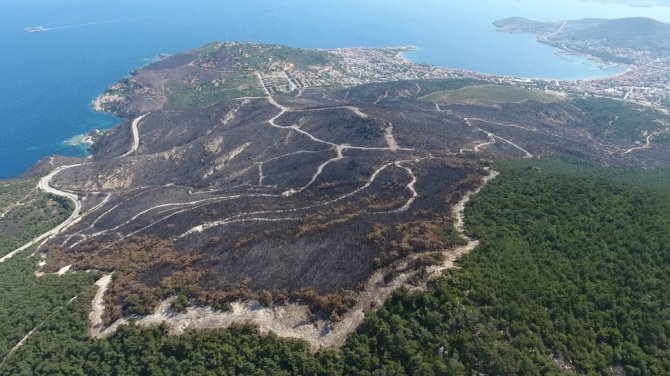 İ̇zmir’in Yanan Alanları Yeşillendi