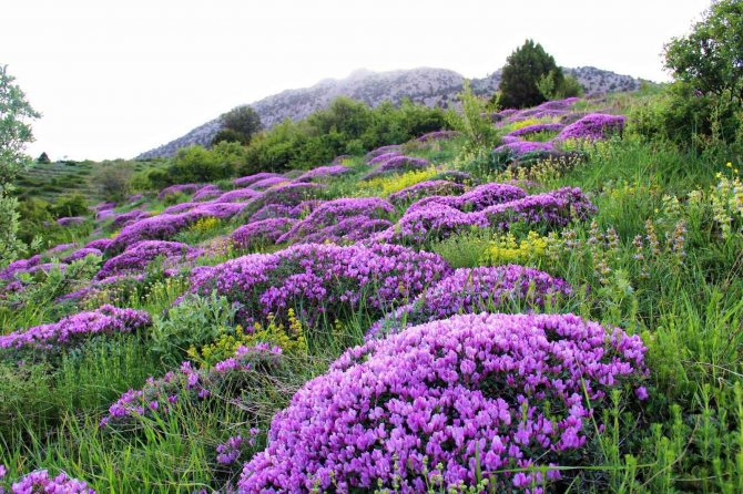Kahramanmaraş’ta Yaylaları Keven Çiçekleri Kapladı