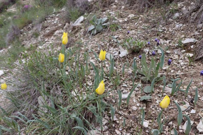 Oltu’da Doğal Laleler Sitare Dağı’nı Süslüyor