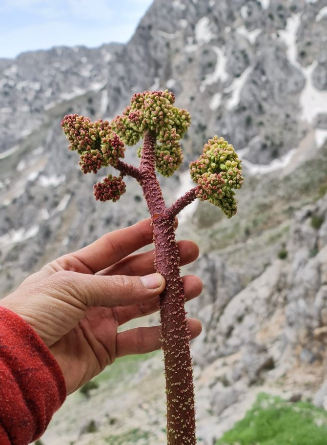 Işkın Otu Sofraların Vazgeçilmezi Oldu