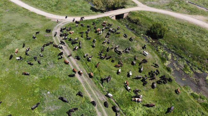 Meradaki Hayvanların Oluşturduğu Manzara Afrika Belgesellerini Aratmıyor