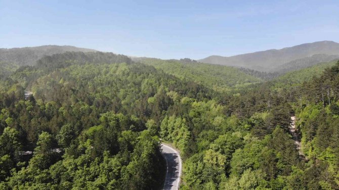 Kazdağları’nda Adeta Polen Fırtınası Yaşandı
