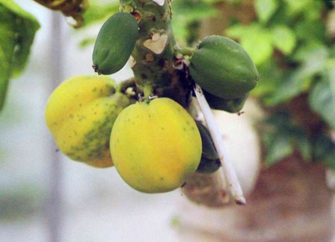 İ̇klim Değişikliği, Tarımsal Faaliyetleri De Etkiledi