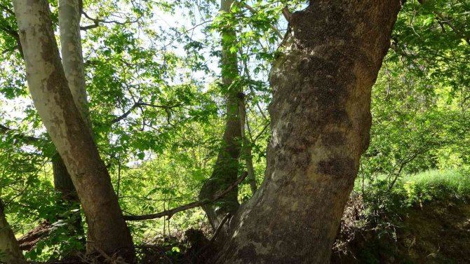 Malatya’da 250 Yıllık Çınar Ağacı İçin Koruma Talebi