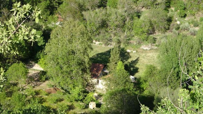 Malatya’da 250 Yıllık Çınar Ağacı İçin Koruma Talebi