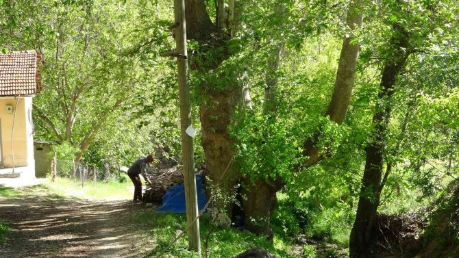 Malatya’da 250 Yıllık Çınar Ağacı İçin Koruma Talebi