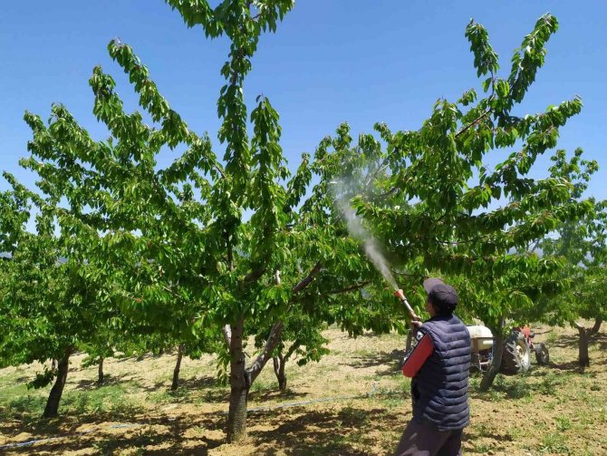 Meyve Bahçelerinde Zirai Mücadele Çalışmaları Devam Ediyor