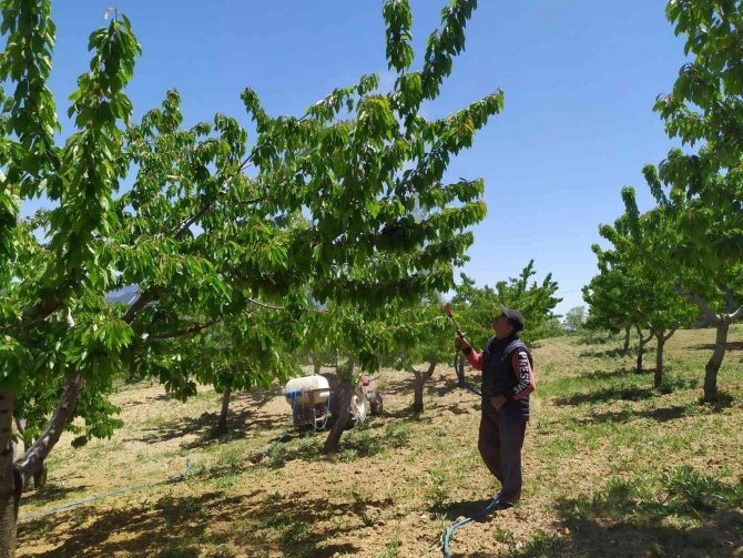 Meyve Bahçelerinde Zirai Mücadele Çalışmaları Devam Ediyor