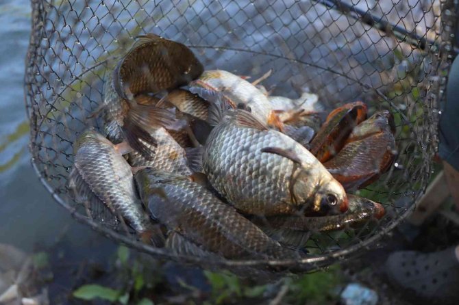 İ̇srail Sazanına Savaş Açıldı