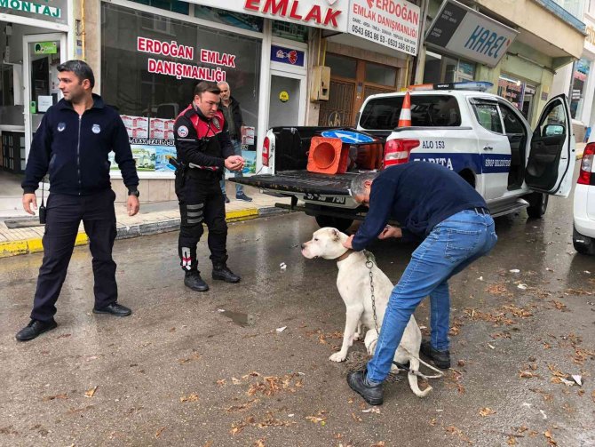 Yasaklı Irk Köpeği Direğe Bağlayıp Kaçtılar