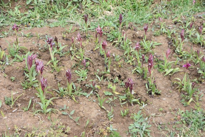 Sinop’ta Salep Yetiştirilmeye Başlandı