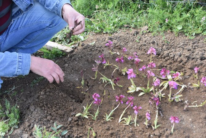 Sinop’ta Salep Yetiştirilmeye Başlandı