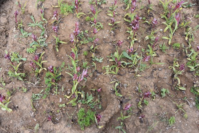 Sinop’ta Salep Yetiştirilmeye Başlandı