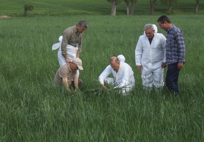 Süne İle Mücadele Hasat Mevsimine Kadar Sürdürecek