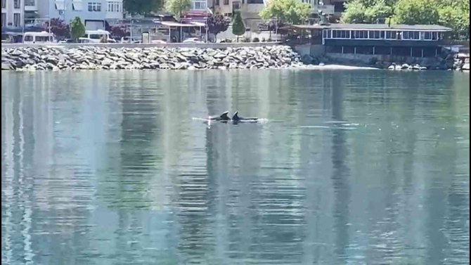 Yalova Esenköy Sahilinde Yunus Sürprizi