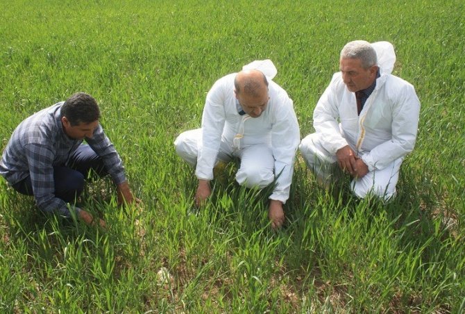 Süne İle Mücadele Hasat Mevsimine Kadar Sürdürecek