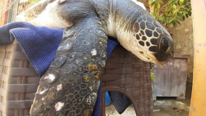 Aydın’da Yeşil Deniz Kaplumbağası Yaralı Halde Bulundu