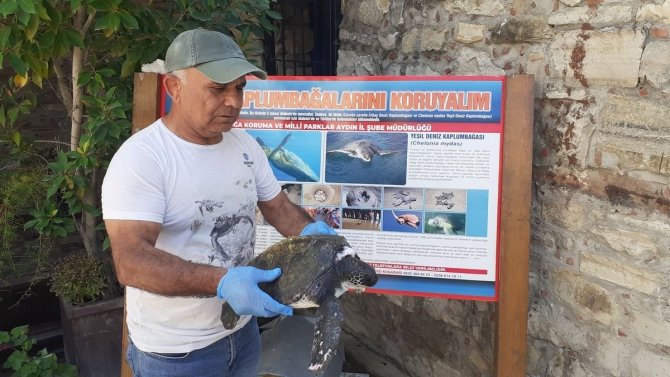 Aydın’da Yeşil Deniz Kaplumbağası Yaralı Halde Bulundu