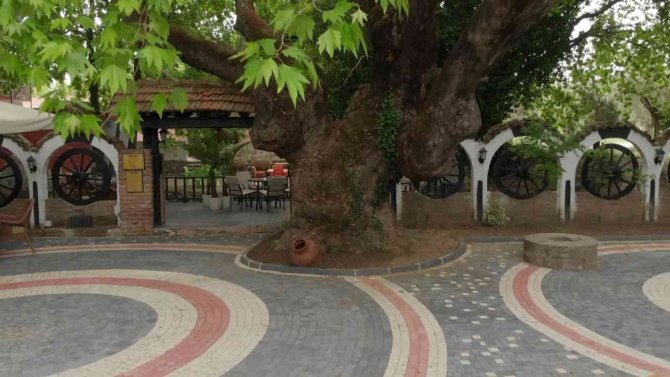 Kazdağları’nın Eteklerindeki 400 Yıllık Anıt Ağaçlar Turizme Kazandırılıyor