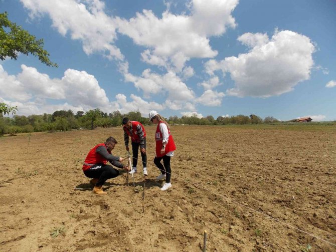 Pazarlar’a Deneme Amaçlı Lavanta Dikildi