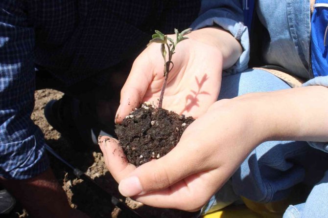 Köylerden Toplanan Ata Tohumları Huzurevi Bahçesine Ekildi