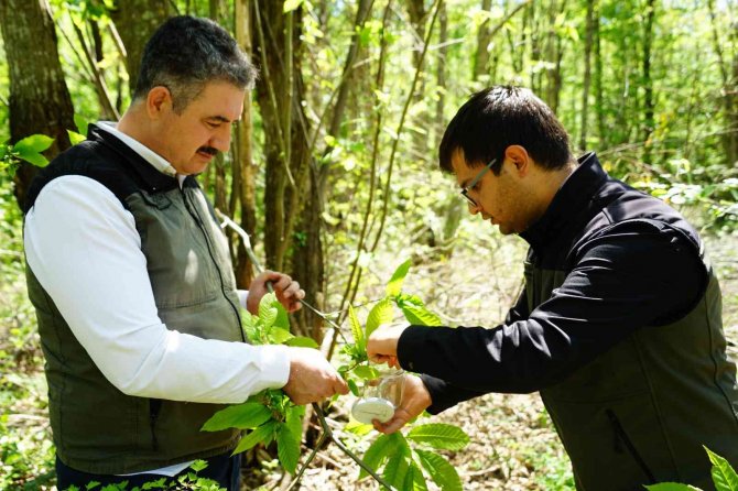 Karadeniz’de Kestanede Verimini Düşüren Gal Arılarına Karşı Biyolojik Mücadele Başlatıldı