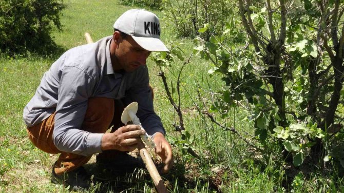 Gercüş’te Doğal Mantar Bolluğu