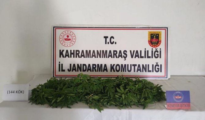 Evinin Bahçesini Kenevir Tarlasına Çeviren Şahsa Operasyon