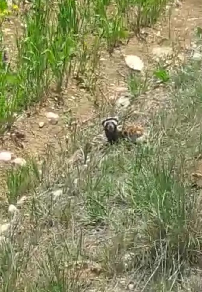 Kırmızı Listede Yer Alan "Alaca Sansar" Görüntülendi