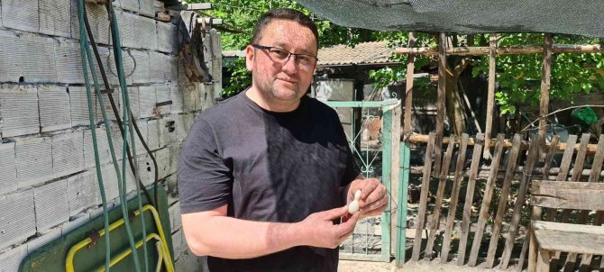 Kümesteki Yumurtayı Görünce Neye Uğradığını Şaşırdı, Hatıra Olarak Saklıyor