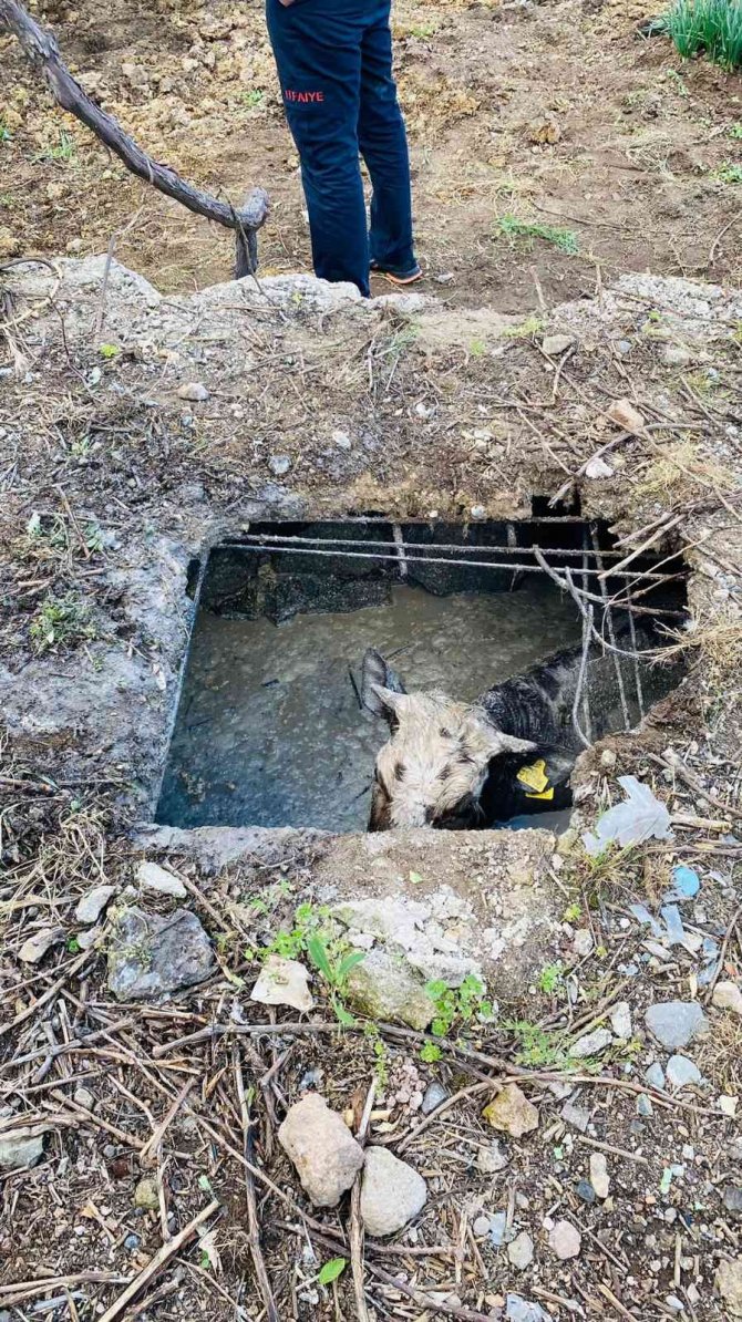 Foseptik Çukuruna Düşen İneği İtfaiye Kurtardı