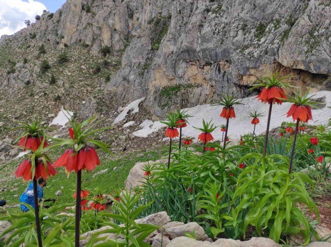 Tunceli’de Ters Lale İçin Turlar Düzenleniyor