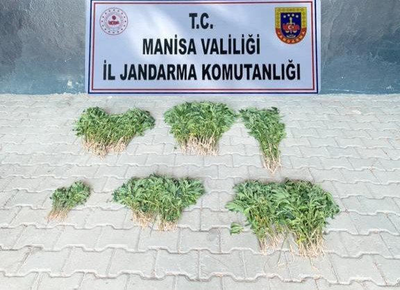 Manisa’da 560 Kök Kenevir Ele Geçirildi