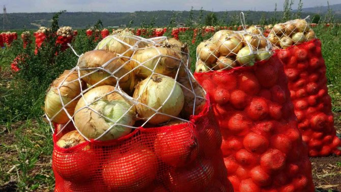 Soğan, Fiyatıyla Çiftçinin Yüzünü Güldürüyor