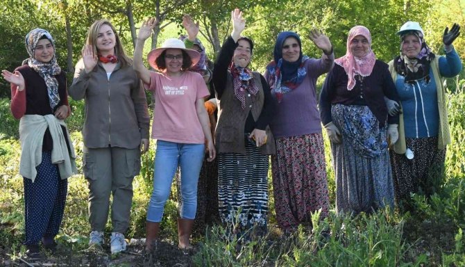 Ankara’dan Samsun’a Gelip Tarlaya Girdi, Sigortasını Bozdurup Toprağa Yatırdı