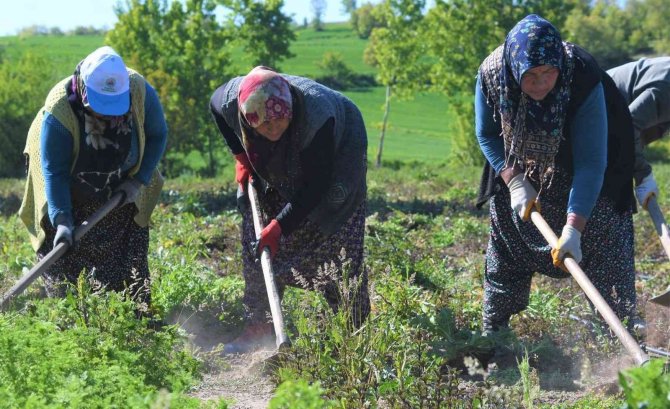 Ankara’dan Samsun’a Gelip Tarlaya Girdi, Sigortasını Bozdurup Toprağa Yatırdı