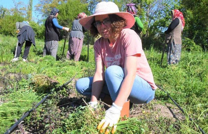 Ankara’dan Samsun’a Gelip Tarlaya Girdi, Sigortasını Bozdurup Toprağa Yatırdı