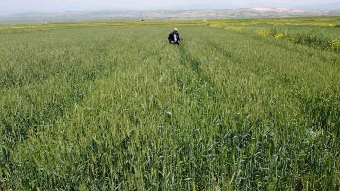 Siirtli Çiftçiler Rekor Düzeyde Ürün Bekliyor